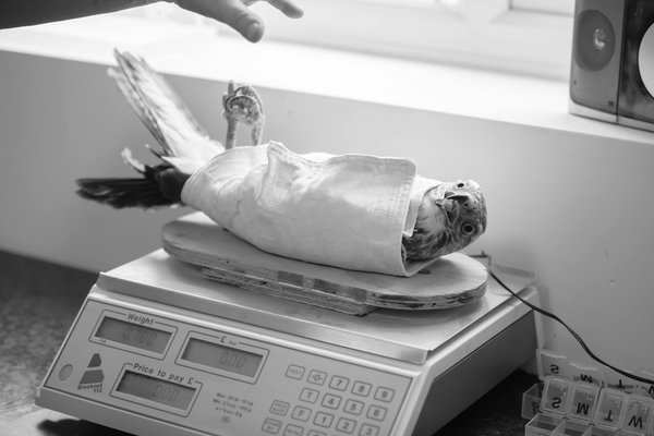 Wie interagieren Tiere mit anderen Spezies in ihrem Habitat?