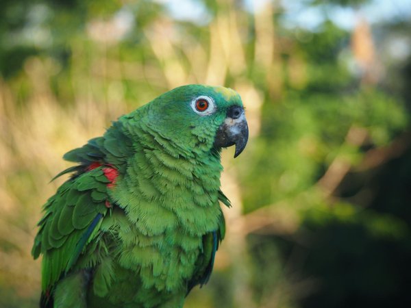 Was sind die besten Tipps fÃ¼r die Pflege von Hunden im Winter?